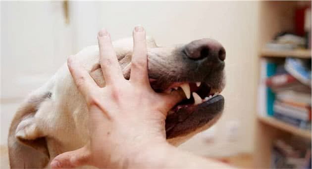 狗狗咬人怎么办？4招教你有效预防被狗咬