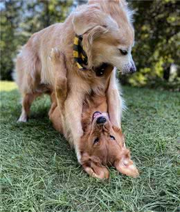 两只狗“打架”，一只狗向后翻滚仰卧，是示弱还是战斗技巧？