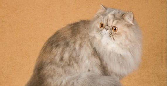 如何擦掉波斯猫满脸的泪痕？