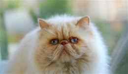 如何擦掉波斯猫满脸的泪痕？