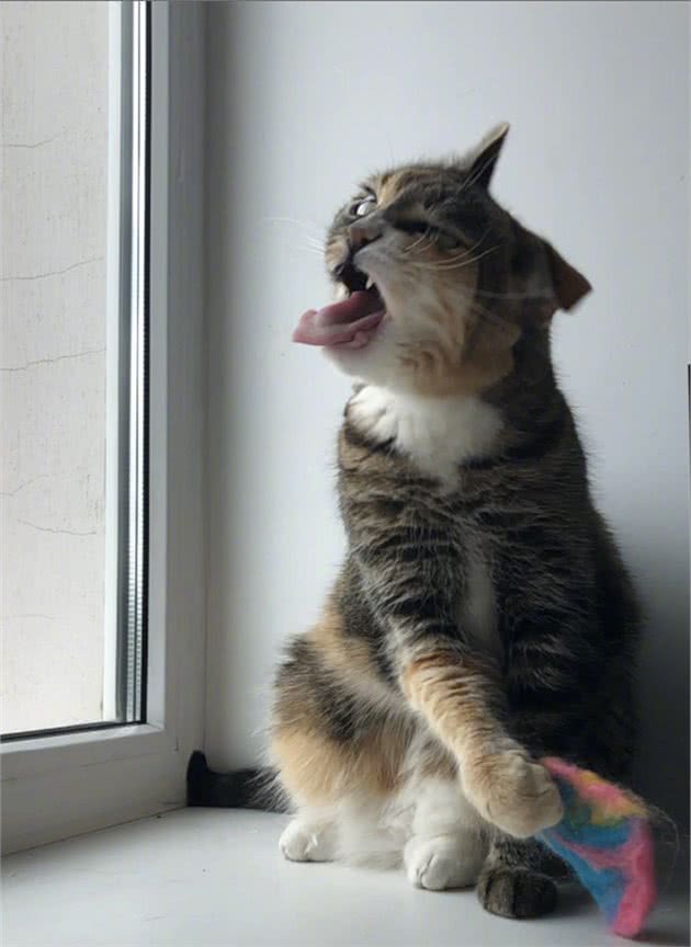 猫咪呕吐该怎么办？对照猫咪呕吐的6种情况，再判断是否需要就医