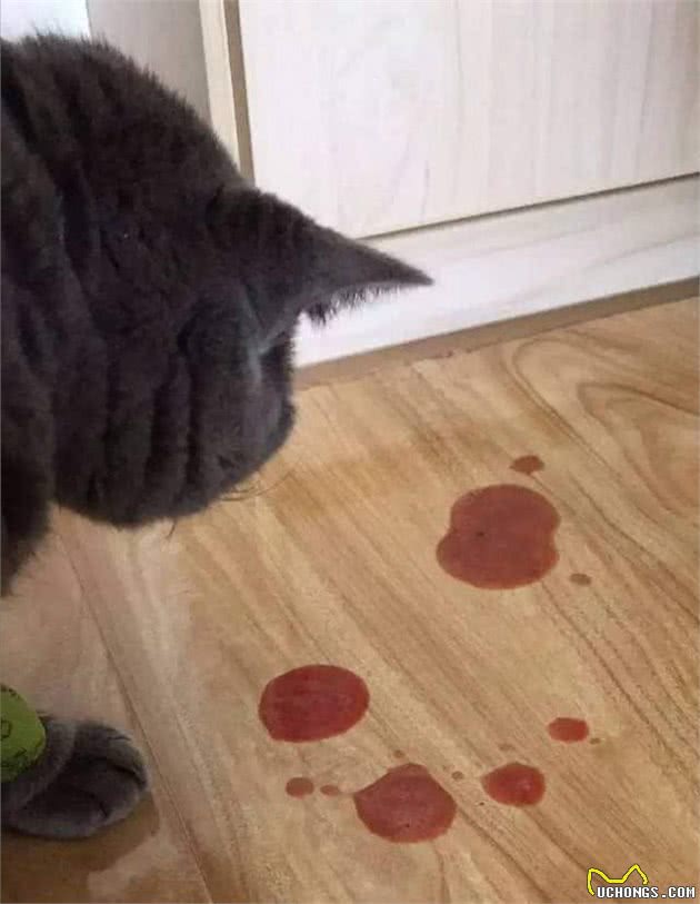 猫咪呕吐该怎么办？对照猫咪呕吐的6种情况，再判断是否需要就医