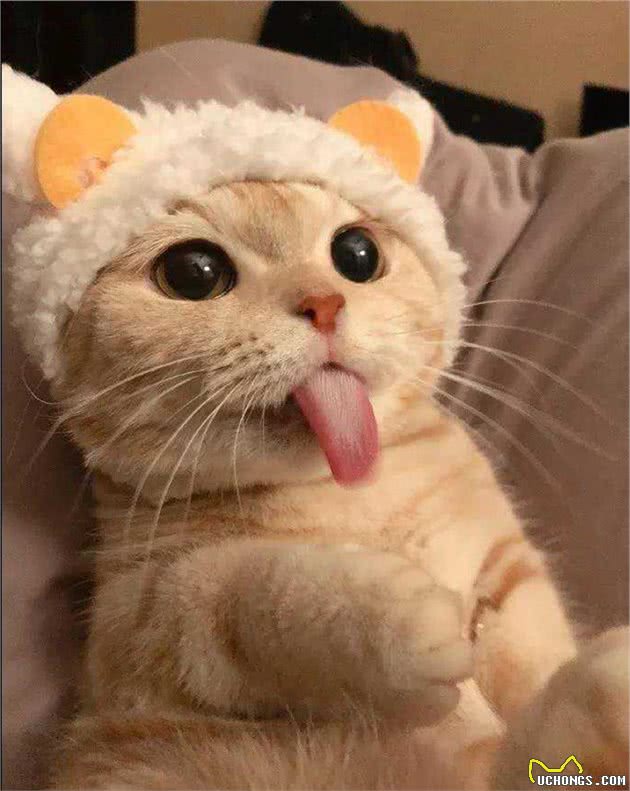 猫咪呕吐该怎么办？对照猫咪呕吐的6种情况，再判断是否需要就医