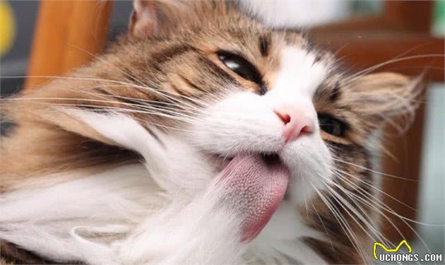 猫咪呕吐该怎么办？对照猫咪呕吐的6种情况，再判断是否需要就医