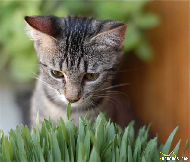 猫咪呕吐该怎么办？对照猫咪呕吐的6种情况，再判断是否需要就医