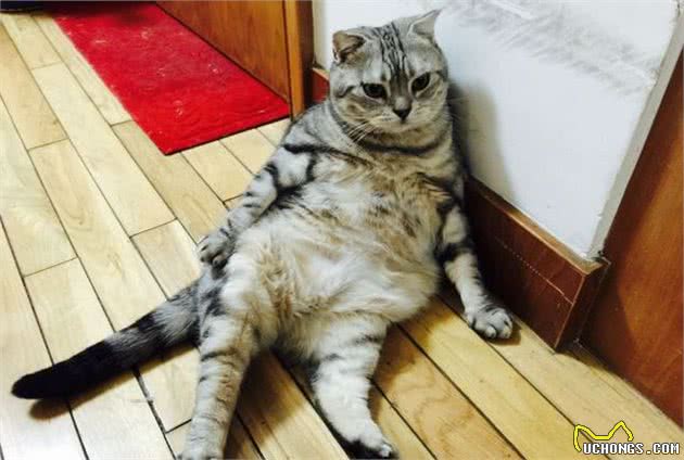 猫咪呕吐该怎么办？对照猫咪呕吐的6种情况，再判断是否需要就医