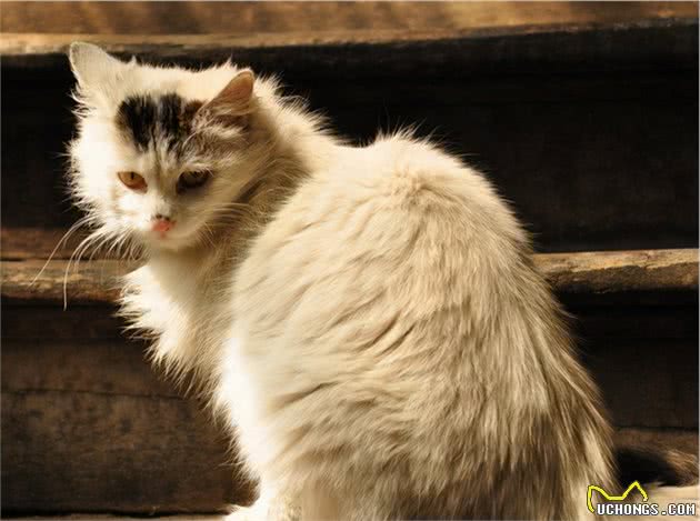 猫咪呕吐该怎么办？对照猫咪呕吐的6种情况，再判断是否需要就医