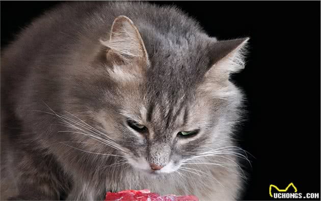猫咪呕吐该怎么办？对照猫咪呕吐的6种情况，再判断是否需要就医