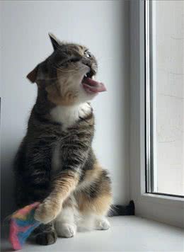 猫咪呕吐该怎么办？对照猫咪呕吐的6种情况，再判断是否需要就医