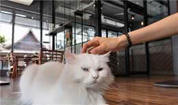 浅谈猫咪4大种类，第四种很多人都不知道！