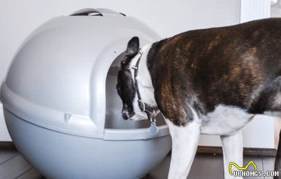 为什么我们的狗狗会吃猫砂？
