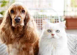 为什么我们的狗狗会吃猫砂？