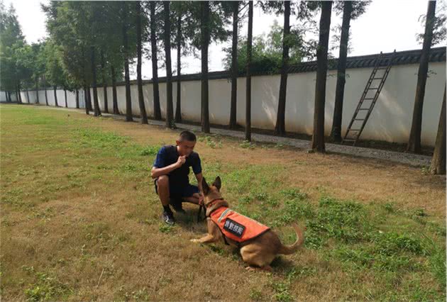 芜湖有自己的消防搜救犬了