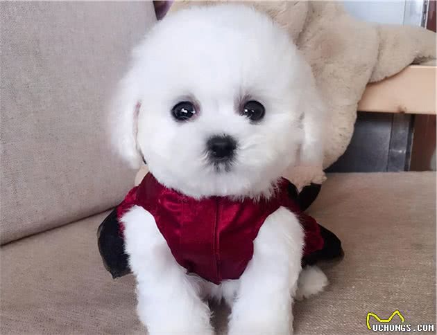 对比熊犬来说，这些东西就是恶魔的存在