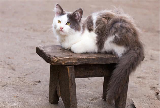 养了这些猫的人，真幸运，因为它们只认你一个主人