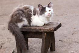 养了这些猫的人，真幸运，因为它们只认你一个主人