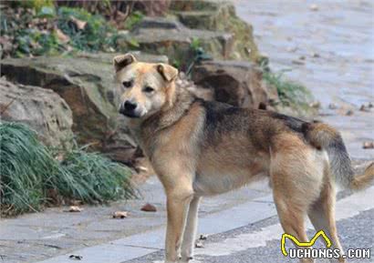 听话懂事，通人性，这5种犬才是你身边真正的宠物