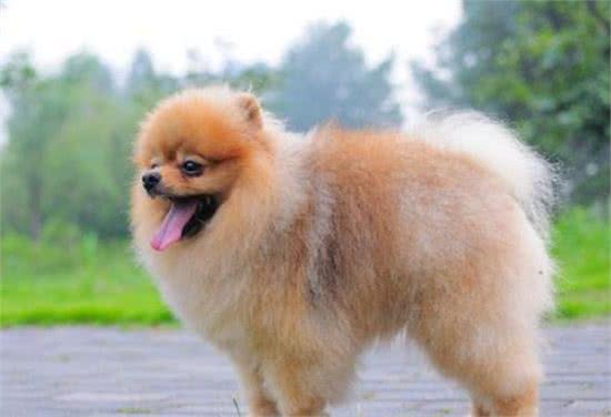 五种漂亮的小型犬，一个比一个好看，在你心中哪种最漂亮？