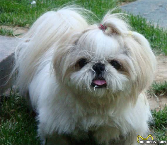 五种漂亮的小型犬，一个比一个好看，在你心中哪种最漂亮？