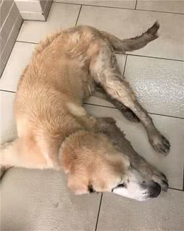 16岁老犬突然瘫痪，医生建议安乐死，主人含泪写千字长文求助