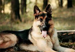 养德国牧羊犬要面对这7个“难题”，看完你还敢养吗？