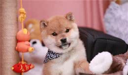 一只纯种柴犬的特征都有哪些？