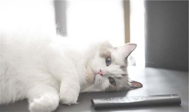 今天带大家扒一扒直男看到都心跳加速的猫（布偶猫）