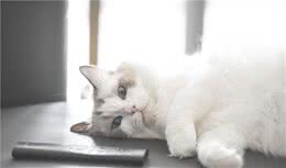今天带大家扒一扒直男看到都心跳加速的猫（布偶猫）