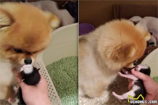 博美每天和猫猫打架，在猫咪生孩子以后，母性爆发秒变幼猫保姆