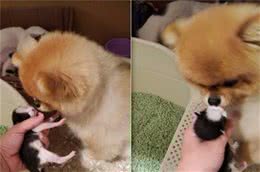 博美每天和猫猫打架，在猫咪生孩子以后，母性爆发秒变幼猫保姆