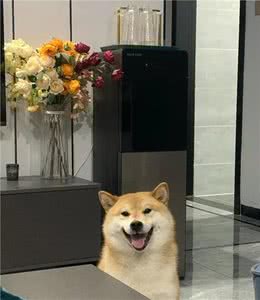 放假带柴犬出去玩撒手就没？教你几招拿捏稳稳的