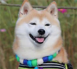 柴犬不是日本的吗？为什么在国内这么火爆