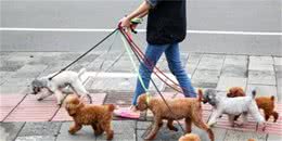 为什么遛狗的时候狗狗会拉着主人往前跑？找不到原因可能改变不了