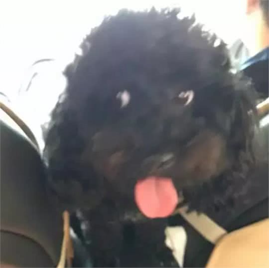 给狗狗梳毛发现耳背上的小硬块，拔下来后铲屎官吓到过敏……