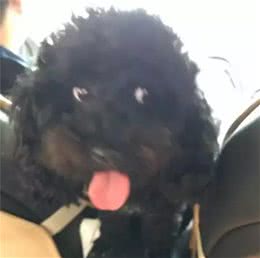给狗狗梳毛发现耳背上的小硬块，拔下来后铲屎官吓到过敏……
