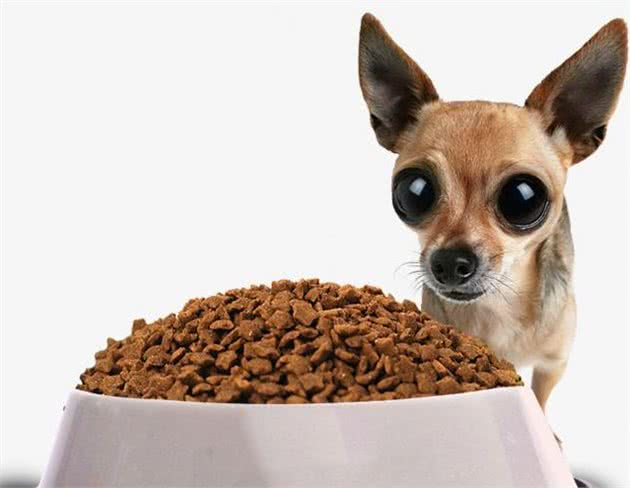 狗狗总是挑食不吃饭，严重影响身体健康，试试从这几个方面改善