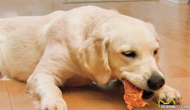 狗狗总是挑食不吃饭，严重影响身体健康，试试从这几个方面改善