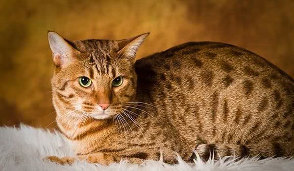“欧西猫”看似猫恶霸？却与人类十分亲近