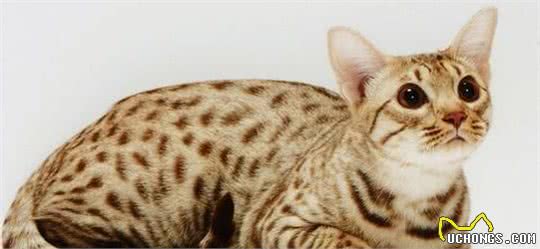 “欧西猫”看似猫恶霸？却与人类十分亲近