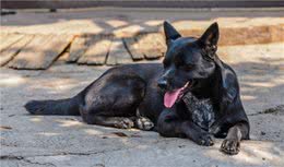 狗狗一旦有这些“睡姿”，说明它对你并不是虚情假意