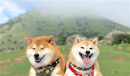 新手选狗指南，如何选一只适合自己的狗