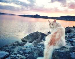猫咪仙气爆棚，站哪里都像精灵，不过一吹风就暴露原形