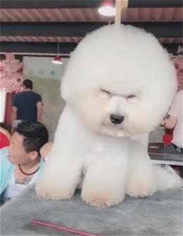 戈赞：狗狗修毛时犯困竟然被修成了这样