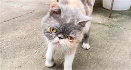 广东：受伤的流浪加菲猫，歪着头想寻求帮助，却换来熊孩子的追打