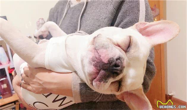 法国斗牛犬，“白送”给我都不要，太难养了