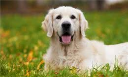为什么饲养金毛犬的人更少了？这5个缺陷，网友：无法忍受