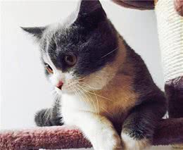 猫咪对人没有感情？太冤枉了，其实它对人的感情并不比狗浅