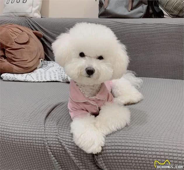 比熊多大可以训练？半岁前都是成长的好时期