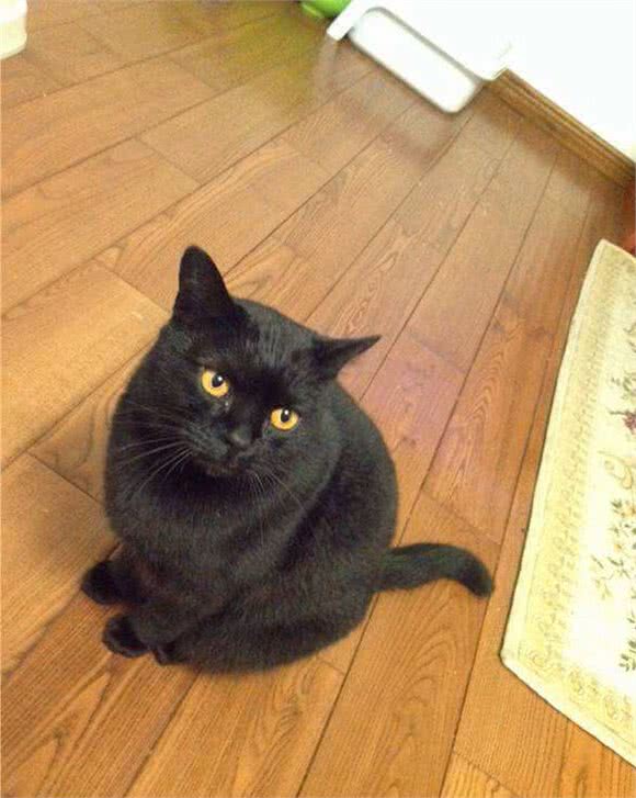 个性温和的猫，孟买猫你知道他的性格特点吗？