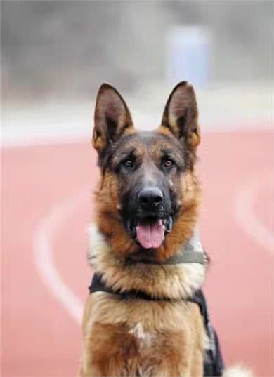 警犬，它有资格被称之为同志，它的前半生都在为人民奉献